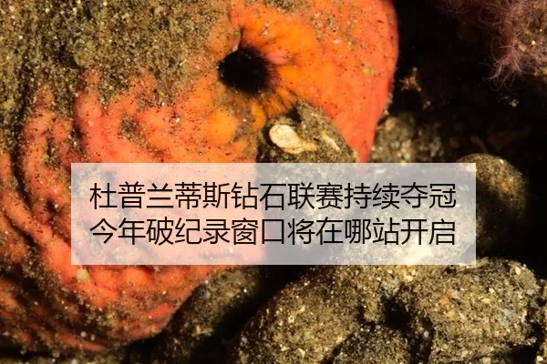 杜普兰蒂斯钻石联赛持续夺冠 今年破纪录窗口将在哪站开启 - kaiyun